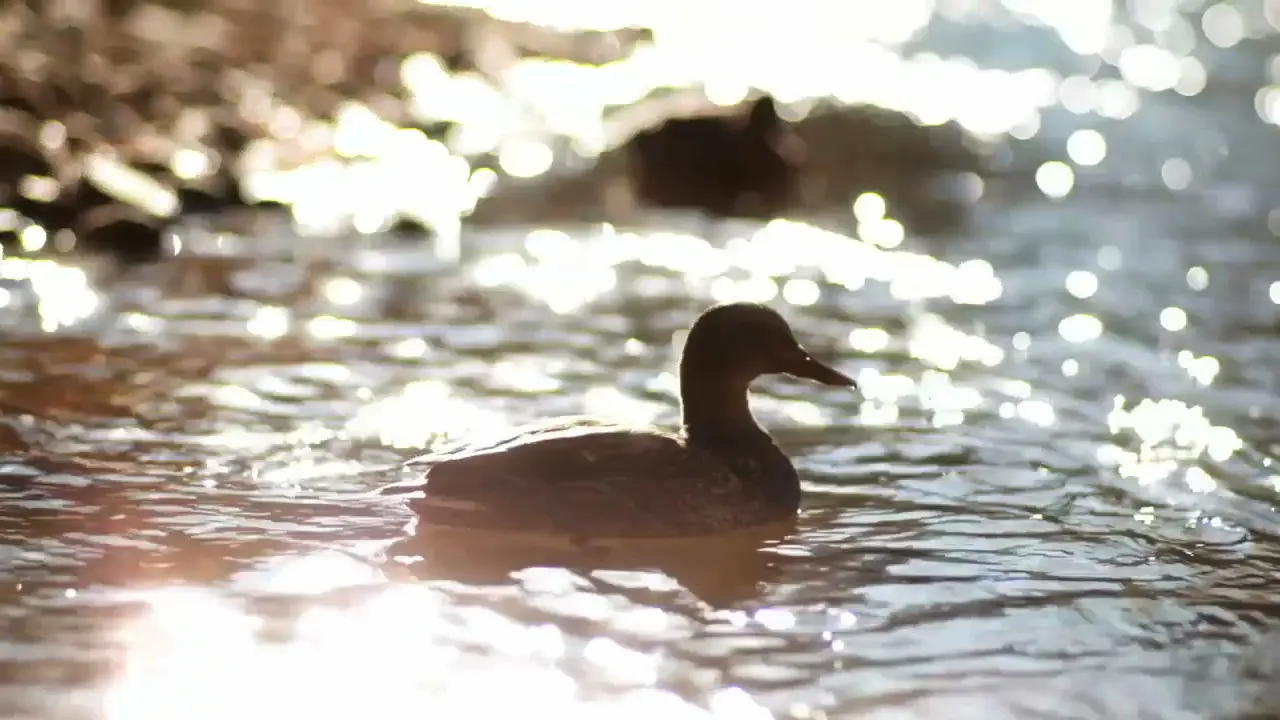 Boulder Floods: A Story of Resilience — photo 3
