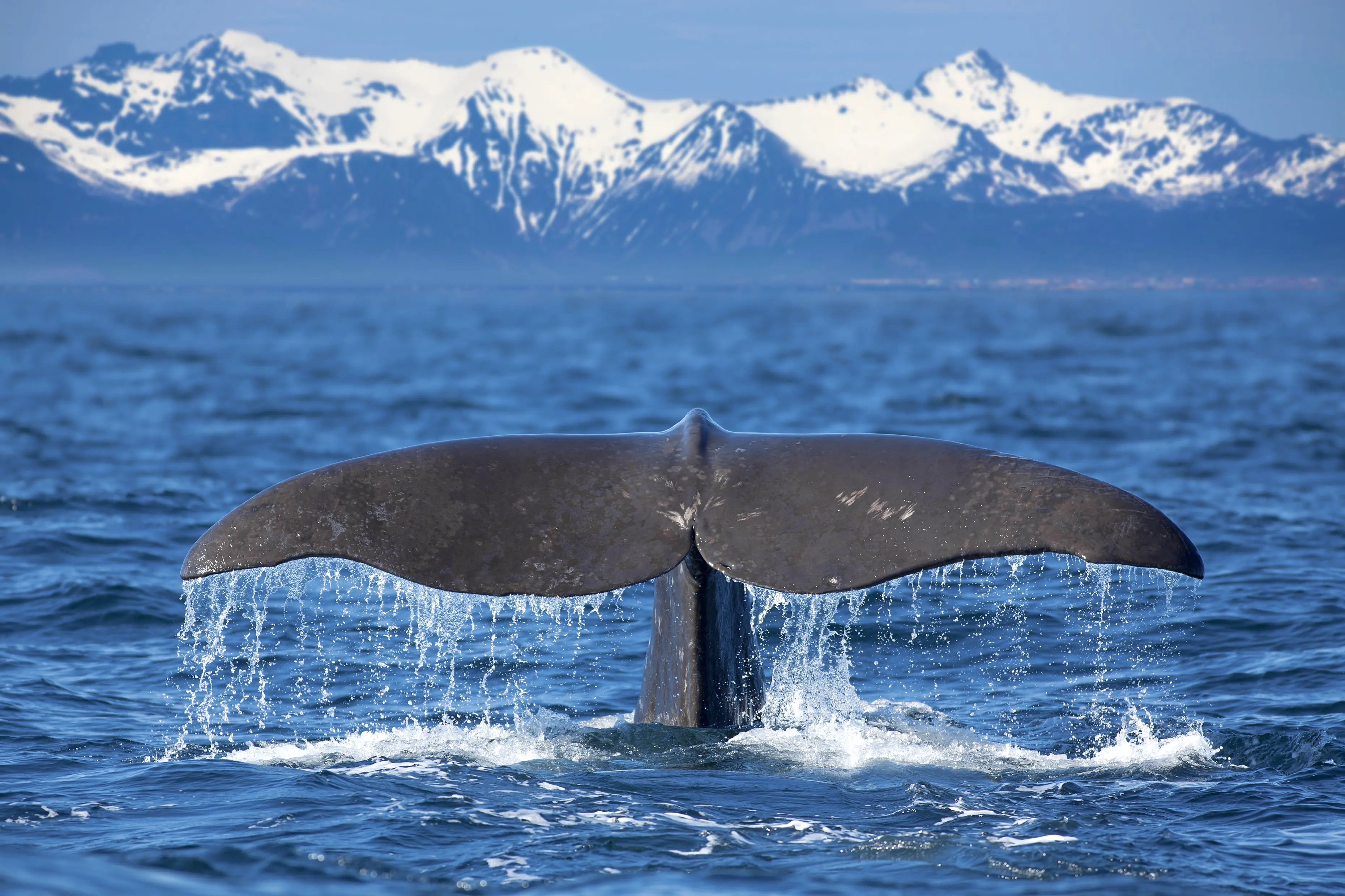 The Whale Hunters